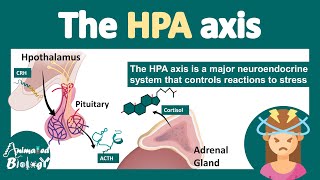 HPA axis  HypothalamusPituitaryAdrenal Axis  What is the role of HPA axis in stress physiology [upl. by Anuaf398]