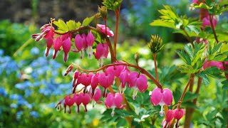 Plant Review Dicentra Gold Heart [upl. by Aidekal]