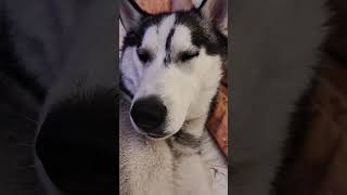 Husky siberiano coccolone huskysiberianhuskyrelaxingdoglovermassagefunnyvideoyoutubeshorts [upl. by Oraneg103]