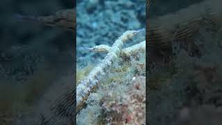 Reef pipefish meet underwater marinelife sea oceanlife [upl. by Louls605]