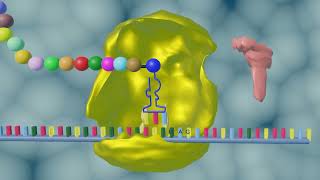 Protein Synthesis Transcription Translation [upl. by Cody213]