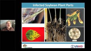 Soybean Disease in the Tropics A Management Toolkit [upl. by Nolyaw]