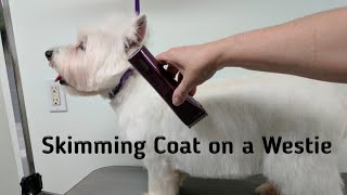 Westie Grooming Skimming and Sculpting [upl. by Dyrraj]