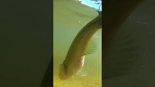 Under water Largemouth Bass release fishing fyp [upl. by Skoorb]