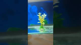 Hybrid guppy fish 🐟🐟pleasesubscribe trendingshort trendingshort guppyfishtanksetup [upl. by Merilyn290]