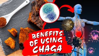 Chaga Mushroom  5 Health Benefits Explained  Just Mushrooms [upl. by Freberg]