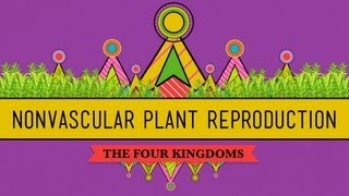 The Reproductive Lives of Nonvascular Plants Alternation of Generations  Crash Course Biology 36 [upl. by Goodard]