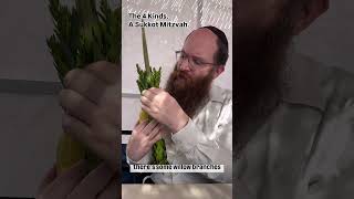 sukkot lulav etrog sukkah shorts [upl. by Enilesoj789]