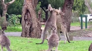 Kangaroos Fighting in Australia [upl. by Duleba]