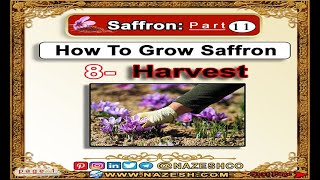 Saffron Crocus sativus part 11  How To Grow Saffron ➡️8 Harvest [upl. by Clementius621]