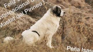 International Day of Pyrenean Mastiff October 12  2016 [upl. by Ahsain853]