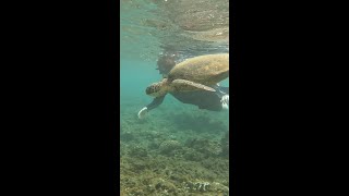 Swimming With Sea Turtles in Kauai [upl. by Forester11]