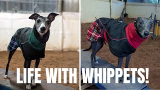 Life with Whippets [upl. by Thorley559]