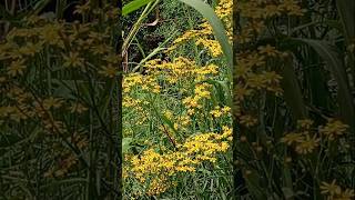 🌼Senecio brasiliensis Mariamole🌼Flor das almas Tasneirinha Canguçu em coressantacatarinabrasil [upl. by Eseeryt45]