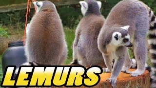 LEMURS  Whipsnade Zoo  England 4k [upl. by Libna739]