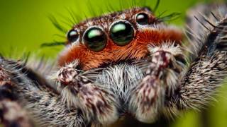 Macro Video of an Adult Male Platycryptus undatus Jumping Spider [upl. by Ellatsyrc]