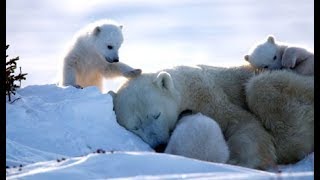 Au pays de lours blanc  Documentaire animalier [upl. by Orimlede692]