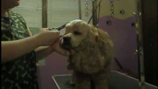 Cocker Spaniel grooming part 2 [upl. by Christiana]