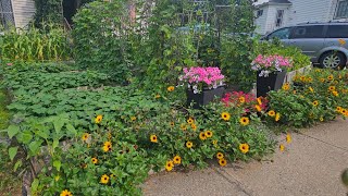 Front yard raised bed garden in mid august update🥦🌽🥬🥕🧅🍅🥒🌶🫑 [upl. by Chrisse]