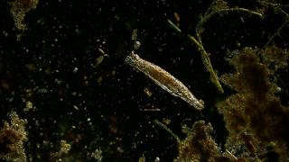 🔬 rotifer  offaxis illumination of microorganism in pond water under microscope 4K [upl. by Elton]