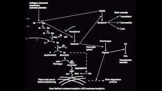 Convergence of Coagulation Complement and Kinin pathways USMLE [upl. by Ttenna]