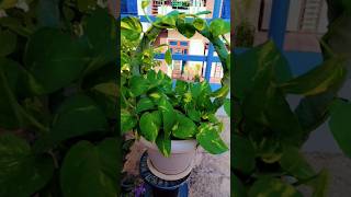 Money plant care 💕moneyplantcare gardening plants garden [upl. by Hogle]