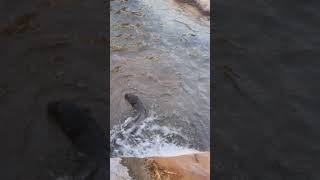 Playtime after feeding time for giant otters at Moody gardens [upl. by Yelkcub]