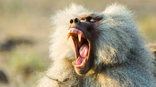 Baboon Troops Clash Over Territory  Life  BBC Earth [upl. by Haidedej]