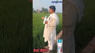 SYNGENTA INCIPIO  INSECTICIDE [upl. by Yelekreb977]