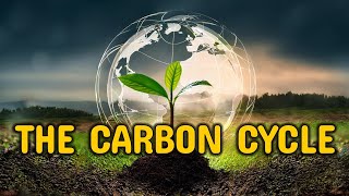 The Carbon Cycle How Earths Natural System Regulates Life [upl. by Kirtley]