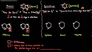 The Nitrogenous Bases  Purines and Pyrimidines [upl. by Wini]