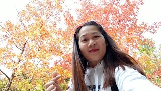 Sweet Gum Woods Adventure video subscribe trending amazing viral best [upl. by Bay]