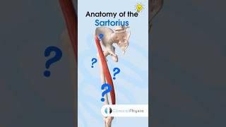 Sartorius Anatomy physicaltherapy physiotheraphy sartorius anatomy [upl. by Matt]