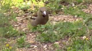 BIRDS OF JORDAN  HAWFINCH [upl. by Lamahj638]