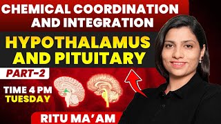 Hypothalamus and Pituitary 02  Chemical Coordination and Integration Detailed class  Ritu Rattewal [upl. by Ellebana]