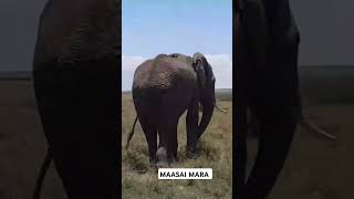 MAASAI MARA SUBSCRIBE [upl. by Saber88]