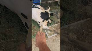 intramuscular injection animalcowdairy animals animalsanimals youtubeshorts viralvideo [upl. by Netsoj]