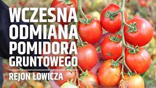 Wczesna odmiana pomidora gruntowego w regionie Łowicza [upl. by Drarrej29]