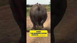 When the morningcoffee hits…😂😂😂 morningcoffeetime rhinoceros rhino coffeetime morningvibes [upl. by Ueih492]