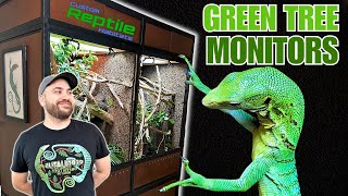 UPGRADING My Green Tree Monitor Lizards into a GIANT Bioactive Vivarium  Custom Reptile Habitats [upl. by Aihseket]