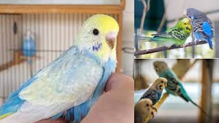 budgies parrot colony video  Animal and bird aviaries [upl. by Barris]