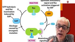 28 EGF receptor and the Ras protein [upl. by Jocelyn566]