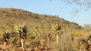 Tugela River Msinga KZN [upl. by Marquet]