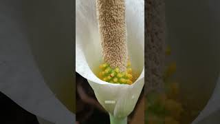 Amorphophallus variabilis in bloom nature amorphophallus plants reels [upl. by Sirotek]