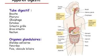 Physiologie du tube digestif partie 1 [upl. by Suoiradal791]