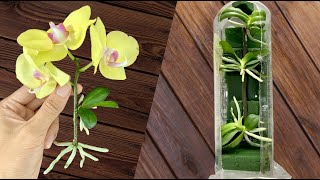 Surprisingly Orchids can be propagated so easily this way [upl. by Metah]