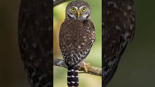 CANTO DO CABURÉ Glaucidium brasilianum [upl. by Caruso928]