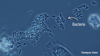 Immune Cells Eating Bacteria Phagocytosis [upl. by Soalokcin]