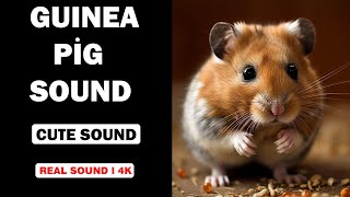 Real Guinea Pig Sounds  High Quality  Cute Guinea Pig Sound Experience  4K [upl. by Rheingold]