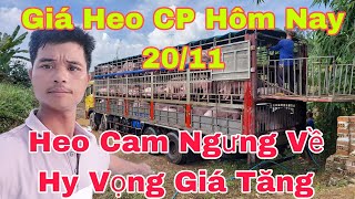 Cách Hổ Trợ Bổ Sung Trong Chăn Nuôi Heo Thịt Đạt Hiệu Quả Caonongtraihoakieu [upl. by Ernesto835]